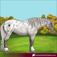 Horse Color:Silver Blue Roan Near Leopard 