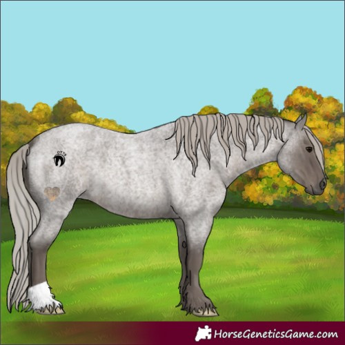 Horse Color:Silver Blue Roan 