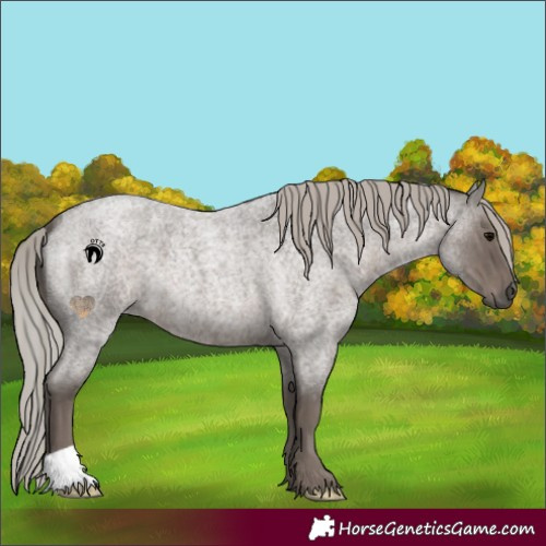 Horse Color:Silver Blue Roan 