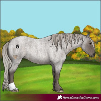 Horse Color:Silver Blue Roan
