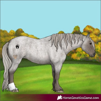 Horse Color:Silver Blue Roan