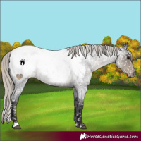 Horse Color:Silver Smoky Blue Roan Near Fewspot 