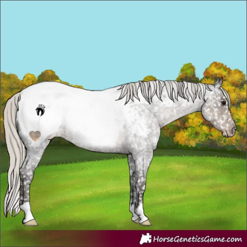 Horse Color:Silver Smoky Blue Roan Appaloosa 