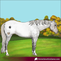 Horse Color:Silver Smoky Blue Roan Appaloosa