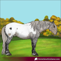 Horse Color:Silver Smoky Blue Roan Near Fewspot 
