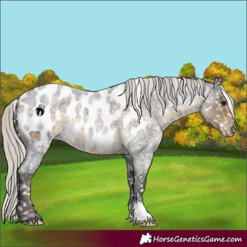 Horse Color:Silver Smoky Blue Roan Appaloosa