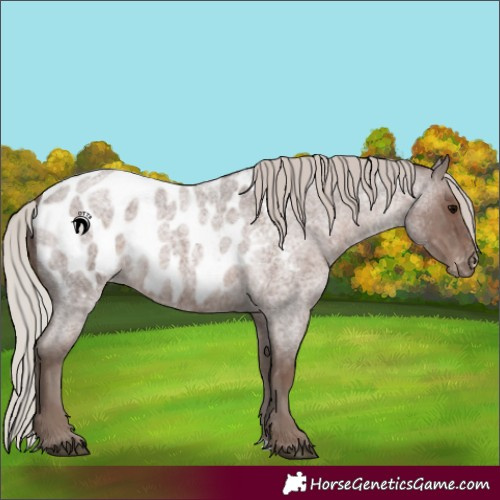 Horse Color:Silver Blue Roan Appaloosa 