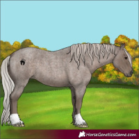 Horse Color:Silver Blue Roan 
