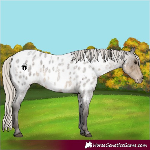 Horse Color:Silver Smoky Blue Roan Appaloosa 