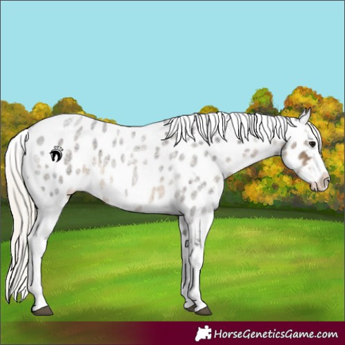 Horse Color:Silver Smoky Blue Roan Appaloosa 