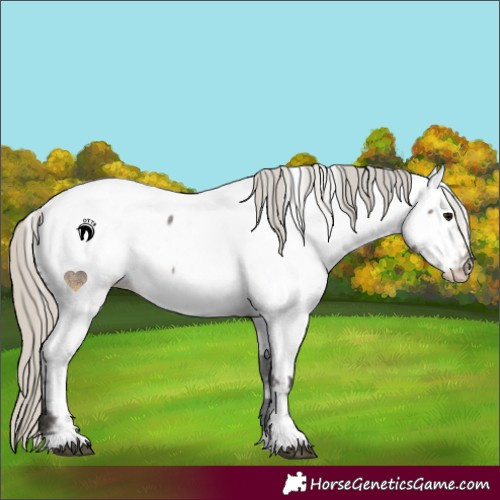 Horse Color:Silver Smoky Blue Roan Appaloosa 