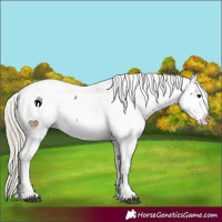 Horse Color:Silver Smoky Blue Roan Appaloosa 