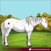 Horse Color:Silver Smoky Blue Roan Appaloosa 