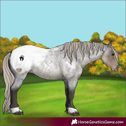 Horse Color:Silver Smoky Blue Roan Appaloosa 