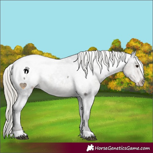 Horse Color:Silver Smoky Blue Roan Appaloosa 