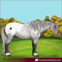 Horse Color:Silver Smoky Blue Roan Appaloosa 