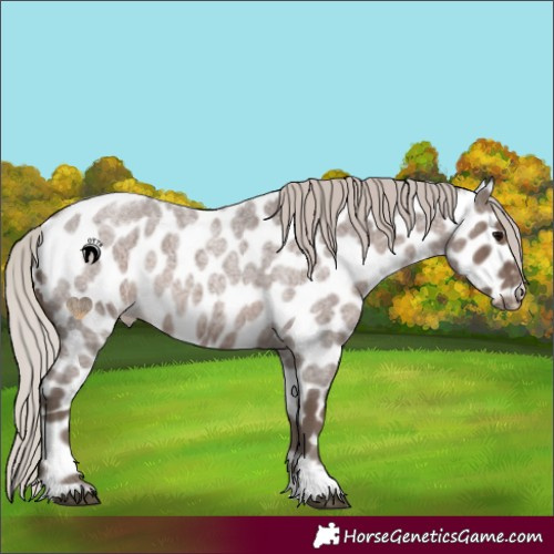 Horse Color:Silver Blue Roan Appaloosa 