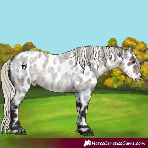 Horse Color:Silver Smoky Blue Roan Appaloosa 