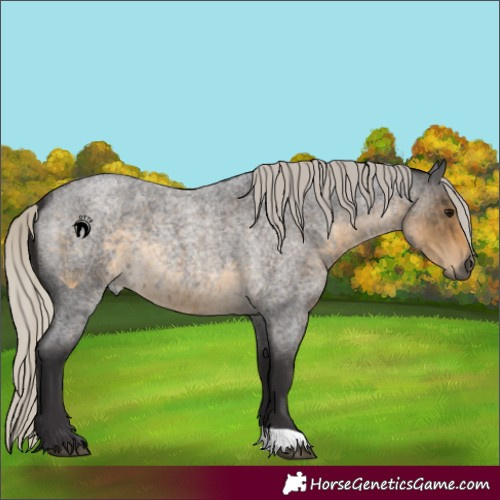Horse Color:Silver Smoky Blue Roan 