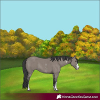 Horse Color:Grullo Sabino Rabicano 