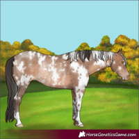 Horse Color:White Spotted Sable Champagne Rabicano 