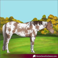 Horse Color:White Spotted Classic Champagne 