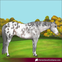 Horse Color:White Spotted Brown Sabino Blanket Rabicano 