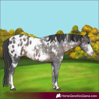Horse Color:White Spotted Brown Sabino Appaloosa Rabicano 