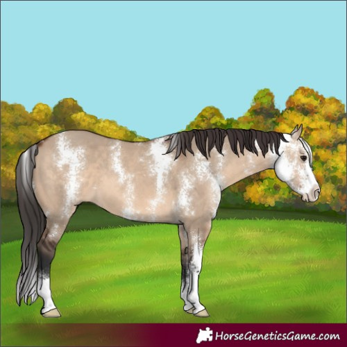 Horse Color:Brown Dun Sabino 
