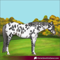 Horse Color:Black Near Leopard 
