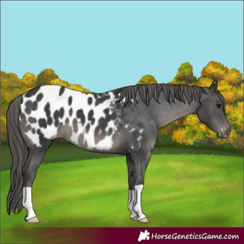 Horse Color:Black Near Leopard 