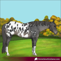 Horse Color:Black Appaloosa 