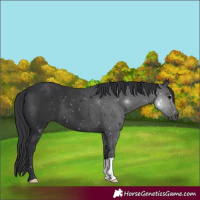 Horse Color:Black 