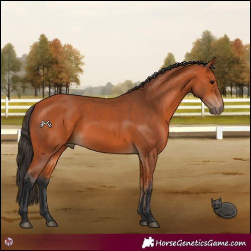 Horse Color:Bay 