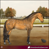Horse Color:Buckskin 