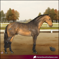 Horse Color:Buckskin