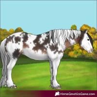 Horse Color:White Spotted Brown Splash 