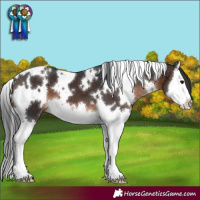 Horse Color:White Spotted Brown Splash 
