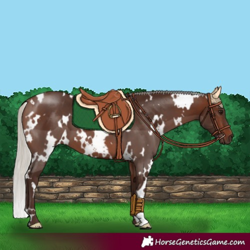 Horse Color:White Spotted Silver Brown 