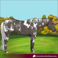 Horse Color:White Spotted Silver Black 