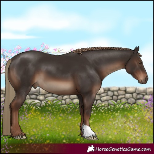 Horse Color:Liver Chestnut 