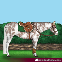 Horse Color:Silver Black Sabino 