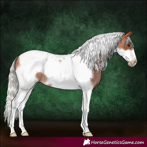 Horse Color:Silver Bay Roan Tobiano Frame 