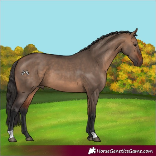 Horse Color:Bay Dun 
