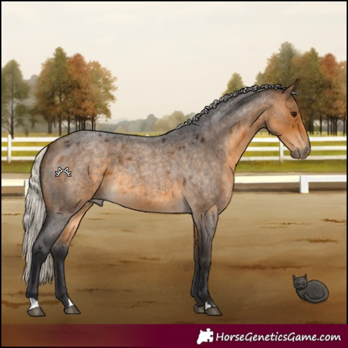 Horse Color:Silver Buckskin Roan 