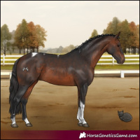 Horse Color:Bay Tobiano 