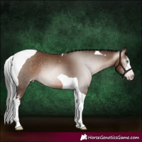 Horse Color:Gray Amber Champagne Sabino Tobiano 