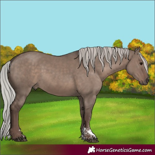Horse Color:Silver Grullo Mushroom Sabino 