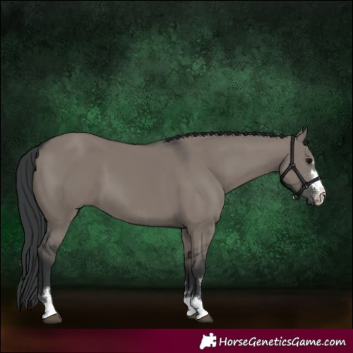 Horse Color:Grullo
