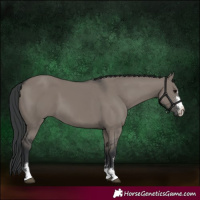 Horse Color:Grullo 